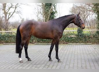 KWPN, Klacz, 4 lat, 164 cm