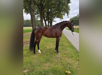 KWPN, Klacz, 4 lat, 165 cm, Ciemnogniada