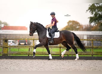 KWPN, Klacz, 4 lat, 165 cm, Ciemnogniada