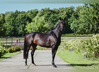 KWPN, Klacz, 4 lat, 165 cm, Ciemnogniada