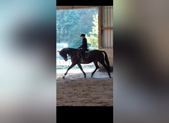 KWPN, Klacz, 4 lat, 165 cm, Gniada