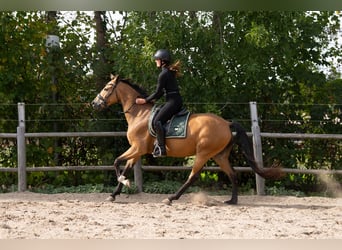 KWPN, Klacz, 4 lat, 165 cm, Jelenia
