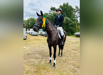 KWPN, Klacz, 4 lat, 165 cm, Kara
