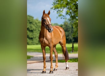 KWPN, Klacz, 4 lat, 165 cm, Kasztanowata