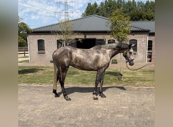 KWPN, Klacz, 4 lat, 165 cm, Siwa
