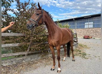 KWPN, Klacz, 4 lat, 166 cm, Ciemnokasztanowata