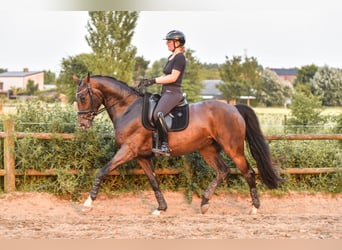 KWPN, Klacz, 4 lat, 166 cm, Gniada