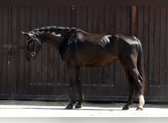 KWPN, Klacz, 4 lat, 166 cm, Kara