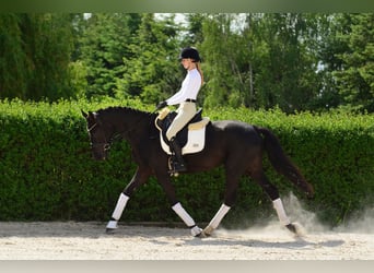 KWPN, Klacz, 4 lat, 166 cm, Kara