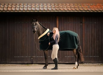 KWPN, Klacz, 4 lat, 166 cm, Kara