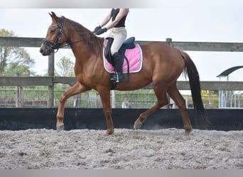 KWPN, Klacz, 4 lat, 166 cm, Kasztanowata