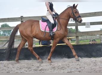 KWPN, Klacz, 4 lat, 166 cm, Kasztanowata
