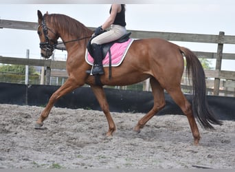 KWPN, Klacz, 4 lat, 166 cm, Kasztanowata