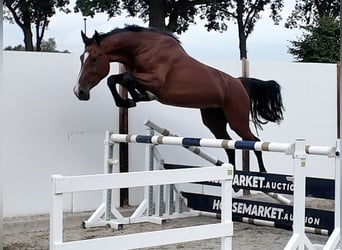 KWPN, Klacz, 4 lat, 167 cm, Ciemnogniada