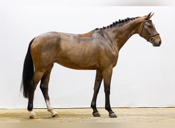 KWPN, Klacz, 4 lat, 167 cm, Ciemnogniada