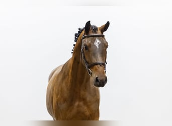 KWPN, Klacz, 4 lat, 167 cm, Ciemnogniada