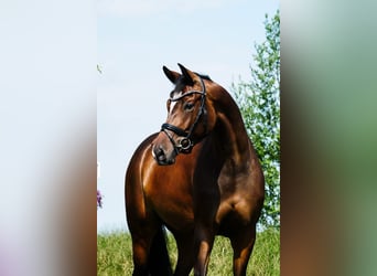 KWPN, Klacz, 4 lat, 167 cm, Ciemnogniada