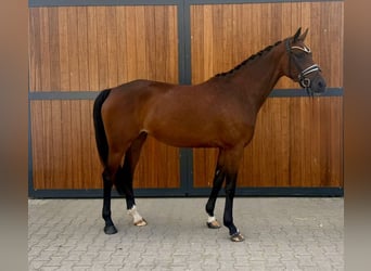KWPN, Klacz, 4 lat, 167 cm, Gniada