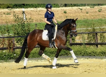 KWPN, Klacz, 4 lat, 167 cm, Gniada