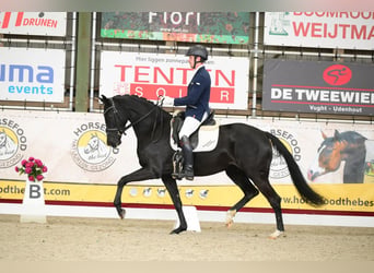 KWPN, Klacz, 4 lat, 167 cm, Kara