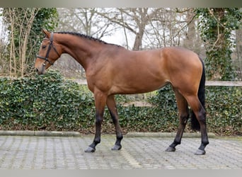 KWPN, Klacz, 4 lat, 167 cm