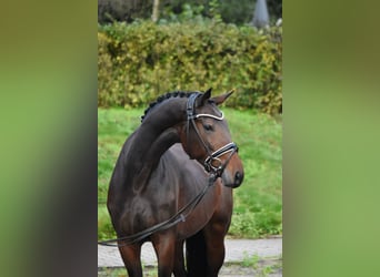 KWPN, Klacz, 4 lat, 168 cm, Ciemnogniada