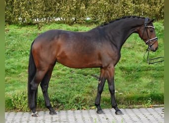 KWPN, Klacz, 4 lat, 168 cm, Ciemnogniada