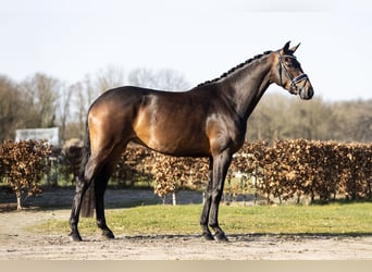 KWPN, Klacz, 4 lat, 168 cm, Ciemnogniada