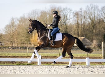 KWPN, Klacz, 4 lat, 168 cm, Ciemnogniada