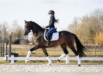 KWPN, Klacz, 4 lat, 168 cm, Ciemnogniada