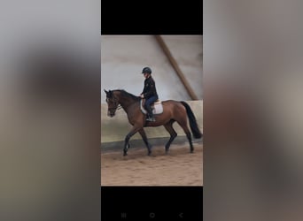 KWPN, Klacz, 4 lat, 168 cm, Gniada