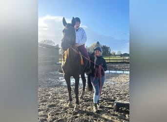 KWPN, Klacz, 4 lat, 168 cm, Kara