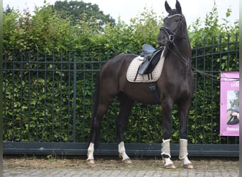 KWPN, Klacz, 4 lat, 168 cm, Kara