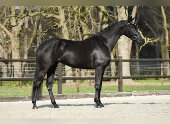 KWPN, Klacz, 4 lat, 168 cm, Kara