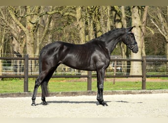 KWPN, Klacz, 4 lat, 168 cm, Kara