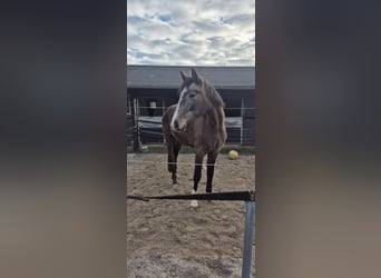 KWPN, Klacz, 4 lat, 168 cm, Kasztanowatodereszowata