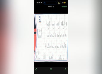 KWPN, Klacz, 4 lat, 168 cm, Siwa