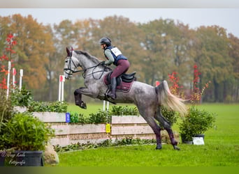 KWPN, Klacz, 4 lat, 168 cm, Siwa