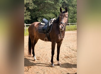 KWPN, Klacz, 4 lat, 168 cm, Skarogniada