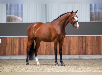 KWPN, Klacz, 4 lat, 169 cm, Gniada