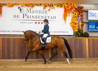 KWPN, Klacz, 4 lat, 169 cm, Gniada