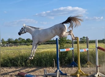 KWPN, Klacz, 4 lat, 170 cm, Biała