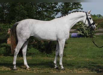 KWPN, Klacz, 4 lat, 170 cm, Biała
