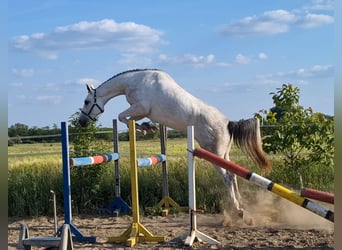 KWPN, Klacz, 4 lat, 170 cm, Biała