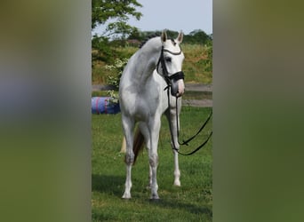 KWPN, Klacz, 4 lat, 170 cm, Biała