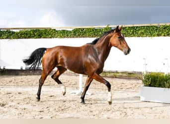 KWPN, Klacz, 4 lat, 170 cm, Gniada