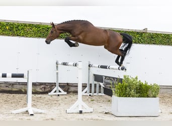 KWPN, Klacz, 4 lat, 170 cm, Gniada