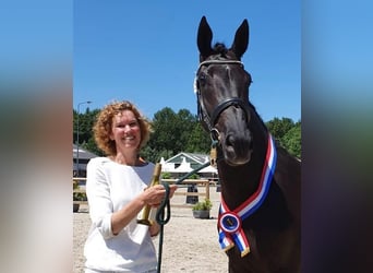 KWPN, Klacz, 4 lat, 170 cm, Gniada