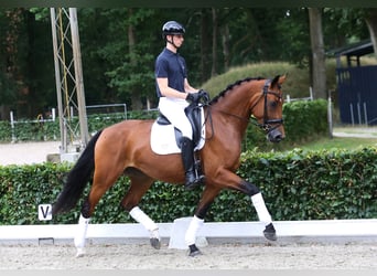 KWPN, Klacz, 4 lat, 170 cm, Gniada