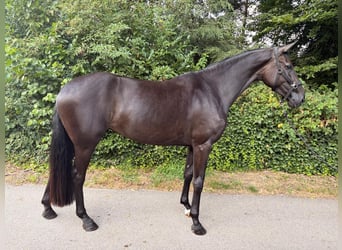 KWPN, Klacz, 4 lat, 170 cm